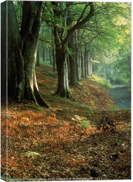 Soft light on row of Autumn Beech Trees, Grizedale Canvas Print by Photimageon UK