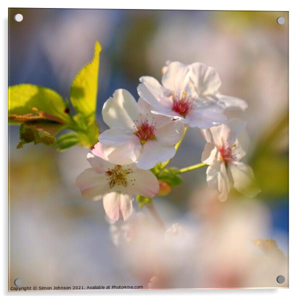 Spring Blossom Acrylic by Simon Johnson