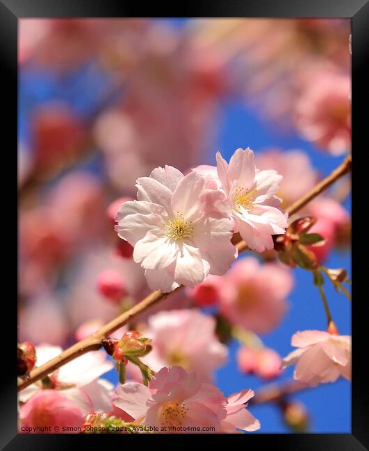 Sunlit Cherry Blossom Framed Print by Simon Johnson