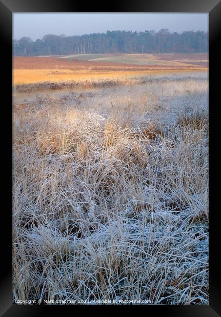 Frosty grass, Bradgate Park, Leicestershire Framed Print by Photimageon UK