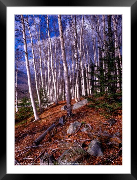 Sunlit Autumn Birches, New England, USA  Framed Mounted Print by Photimageon UK