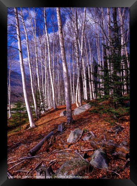 Sunlit Autumn Birches, New England, USA  Framed Print by Photimageon UK