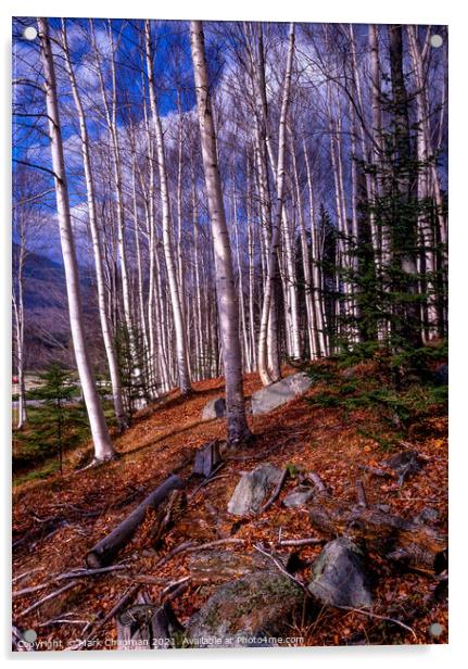 Sunlit Autumn Birches, New England, USA  Acrylic by Photimageon UK