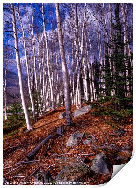 Sunlit Autumn Birches, New England, USA  Print by Photimageon UK
