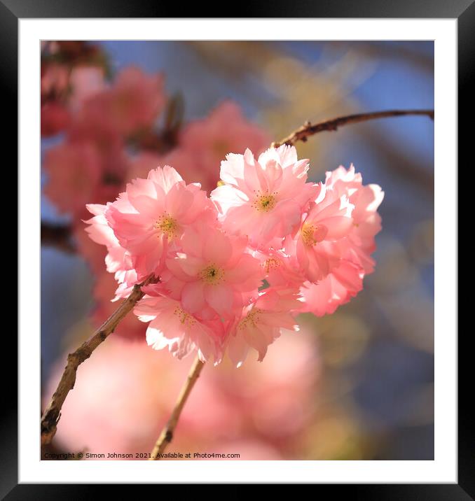 Sunlit Cherry Blossom Framed Mounted Print by Simon Johnson