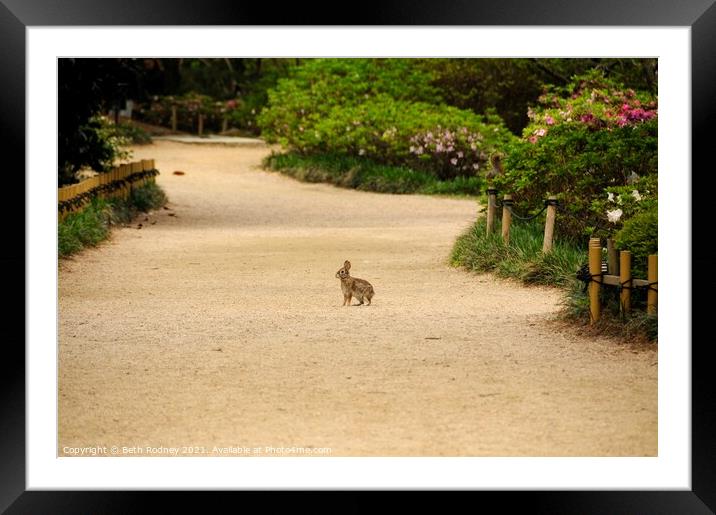 Wildlife in the park Framed Mounted Print by Beth Rodney