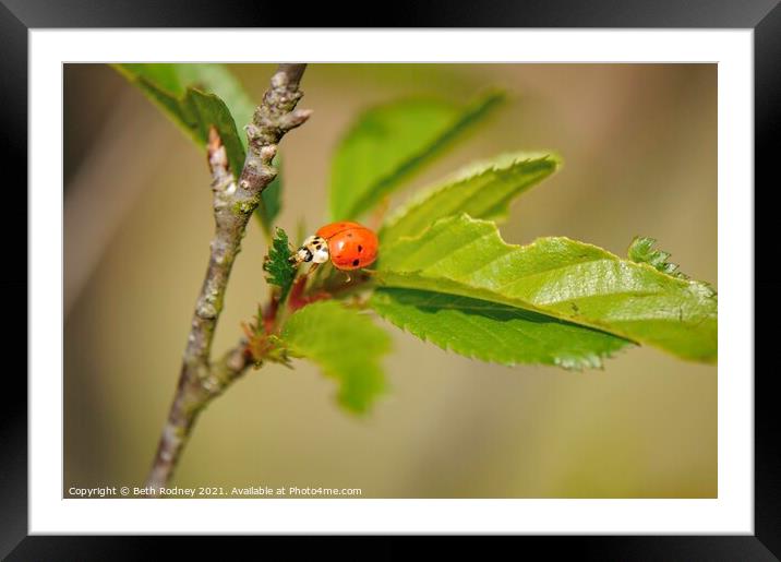 Ladybug Framed Mounted Print by Beth Rodney