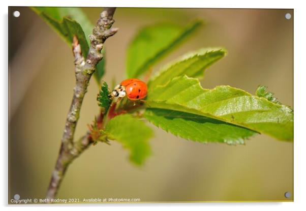 Ladybug Acrylic by Beth Rodney