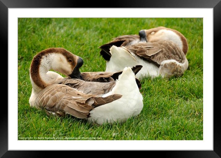 African geese Framed Mounted Print by Beth Rodney