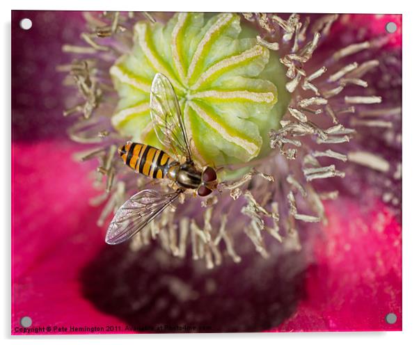 Hoverfly over Poppy Acrylic by Pete Hemington