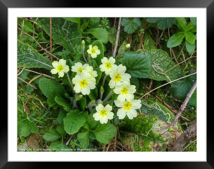 Yellow Primroses  Framed Mounted Print by Sue Walker