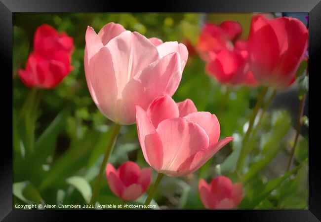 Sunlit Tulips Framed Print by Alison Chambers