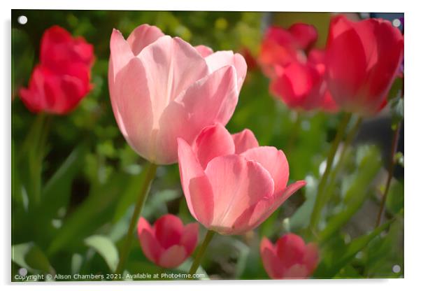 Sunlit Tulips Acrylic by Alison Chambers