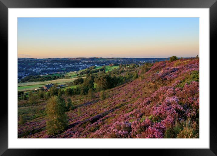 Heather in flower at sunset Framed Mounted Print by chris smith