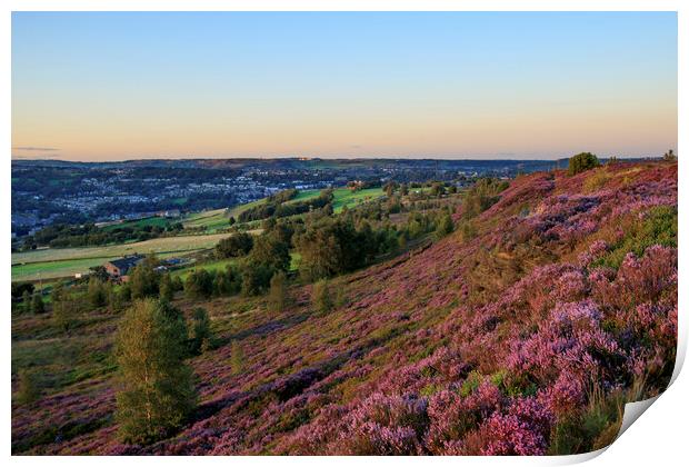 Heather in flower at sunset Print by chris smith