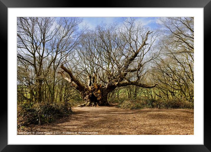 Old Knobbley Oak Tree Mistley Framed Mounted Print by Diana Mower