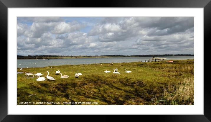 Mistley Swans Essex Framed Mounted Print by Diana Mower