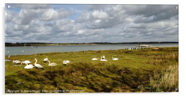 Mistley Swans Essex Acrylic by Diana Mower