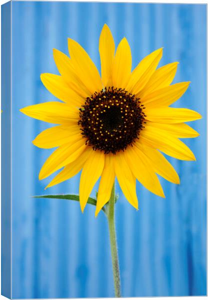 Sunflower against a blue background Canvas Print by Neil Overy