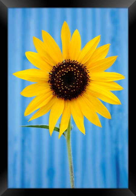 Sunflower against a blue background Framed Print by Neil Overy
