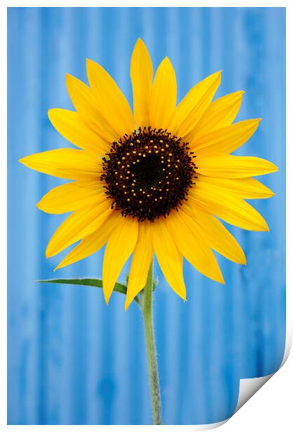 Sunflower against a blue background Print by Neil Overy