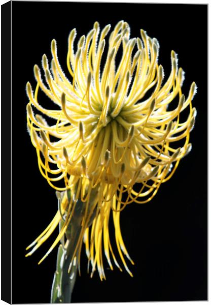 Yellow Rocket Pincushion Protea Canvas Print by Neil Overy