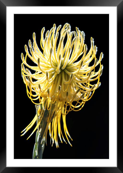 Yellow Rocket Pincushion Protea Framed Mounted Print by Neil Overy