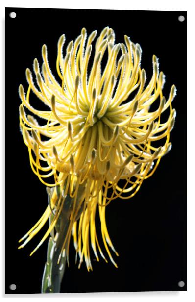 Yellow Rocket Pincushion Protea Acrylic by Neil Overy