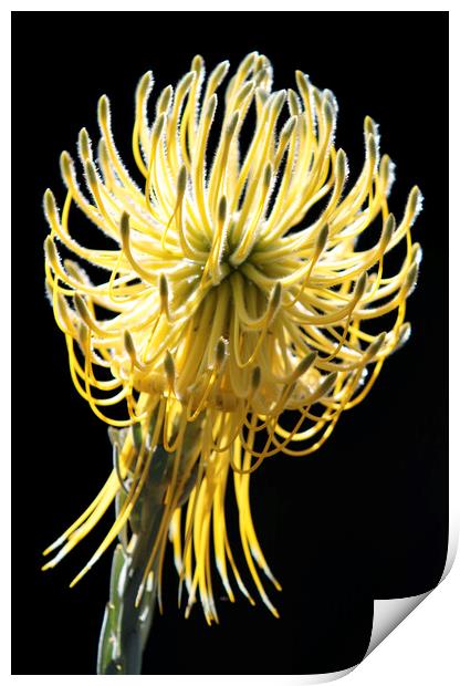 Yellow Rocket Pincushion Protea Print by Neil Overy