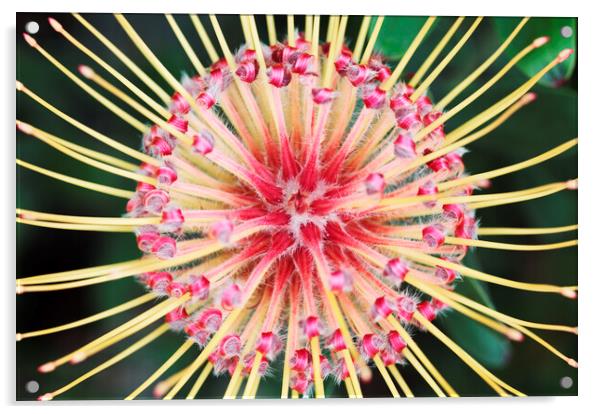 Red and Yellow Spider Protea Flower Acrylic by Neil Overy