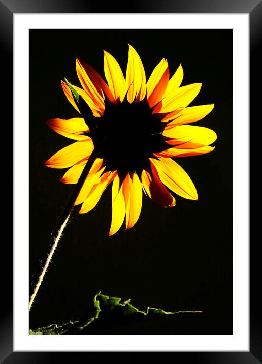 Sunflower backlit in the Sun  Framed Mounted Print by Neil Overy