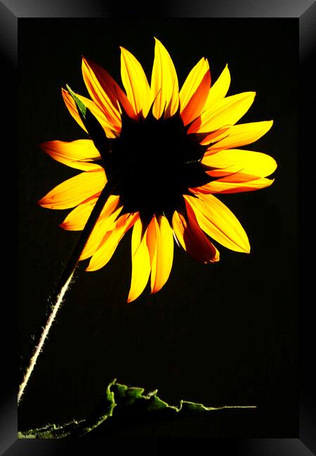 Sunflower backlit in the Sun  Framed Print by Neil Overy