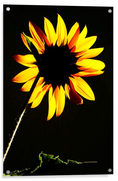 Sunflower backlit in the Sun  Acrylic by Neil Overy