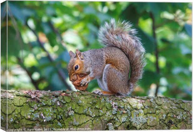 Squirrel Canvas Print by Rory Hailes