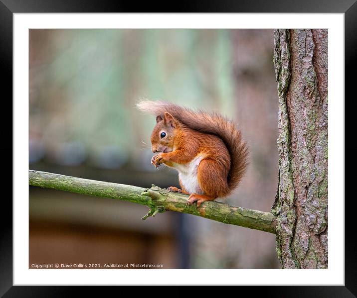  Red Squirrel Feeding Framed Mounted Print by Dave Collins