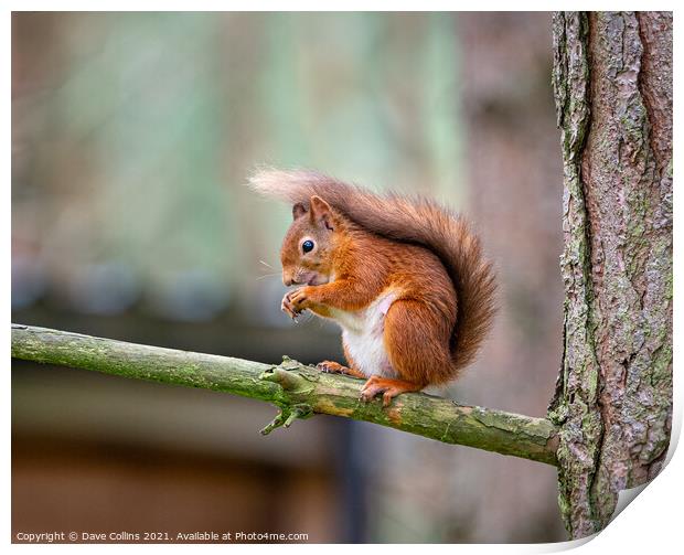  Red Squirrel Feeding Print by Dave Collins