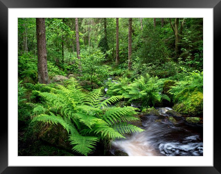 Ferns beside the stream at Wyming Brook, Sheffield Framed Mounted Print by Andrew Kearton