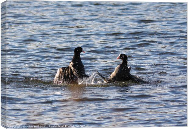 Coots Fighting Canvas Print by Allan Bell