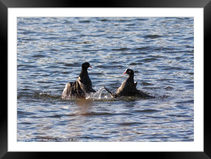 Coots Fighting Framed Mounted Print by Allan Bell