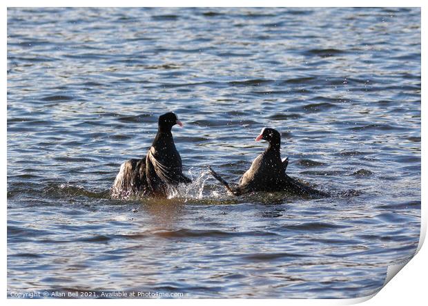 Coots Fighting Print by Allan Bell