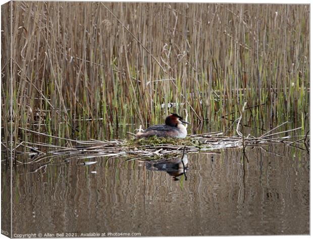 Grebe Sitting Nest Canvas Print by Allan Bell