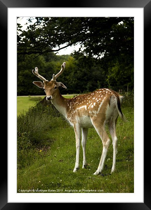 Fallow Deer. Framed Mounted Print by Matthew Bates