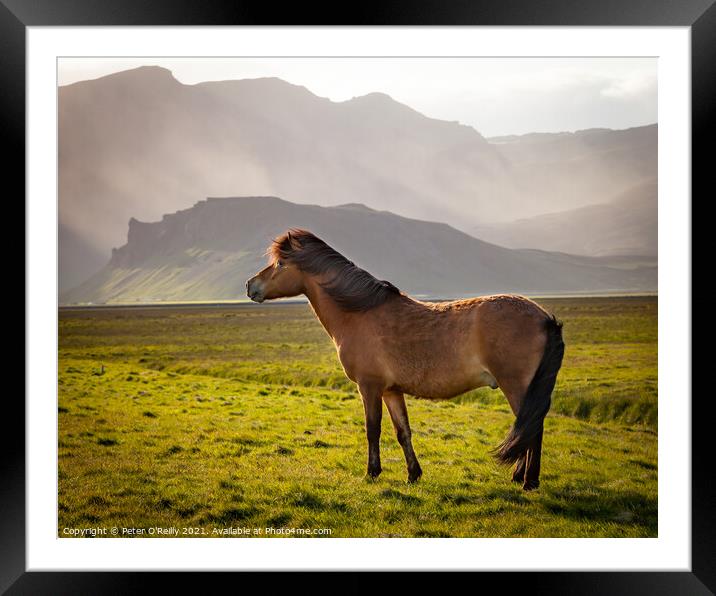 Icelandic Wild Horse Framed Mounted Print by Peter O'Reilly