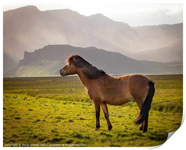 Icelandic Wild Horse Print by Peter O'Reilly
