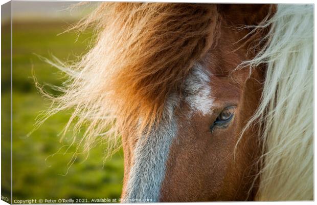 Portrait of an Icelandic Wild Horse Canvas Print by Peter O'Reilly