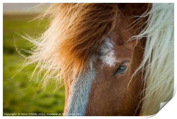 Portrait of an Icelandic Wild Horse Print by Peter O'Reilly