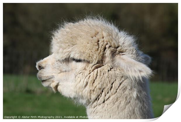 Alpaca Portrait Print by Alister Firth Photography