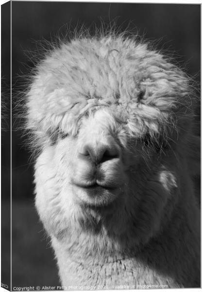 Alpaca Portrait Canvas Print by Alister Firth Photography