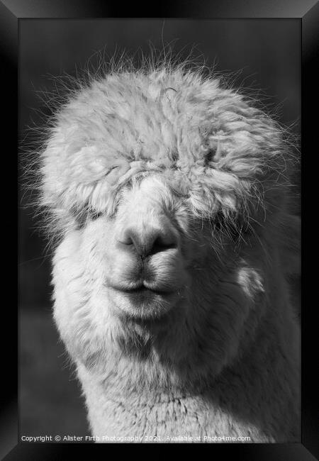 Alpaca Portrait Framed Print by Alister Firth Photography