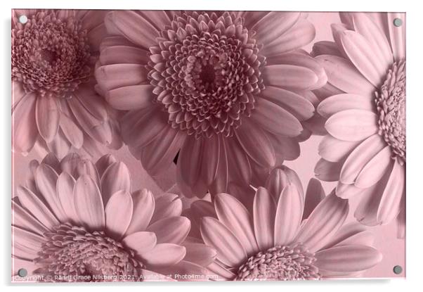 Blooming Closely Acrylic by Randi Grace Nilsberg